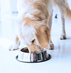 A&M Capital Partners Acquires Majority Interest in BrightPet Nutrition Group