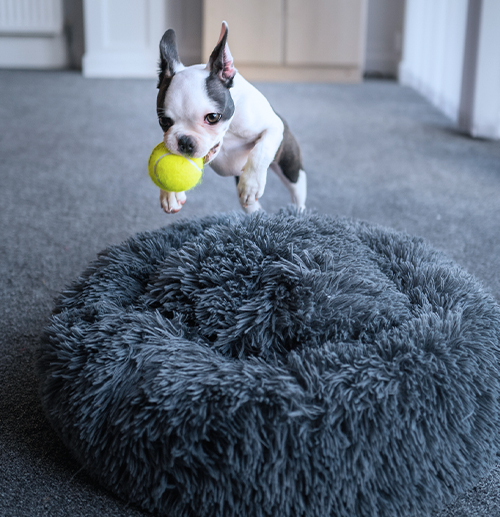 A&M Capital Partners-Backed Worldwise Announces Transformational Acquisition of FurHaven