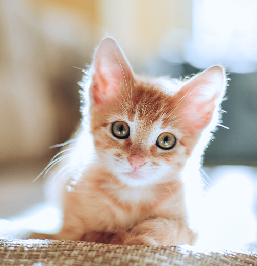 A&M Capital Partners-Backed Worldwise Announces Acquisition of Kitty Sift