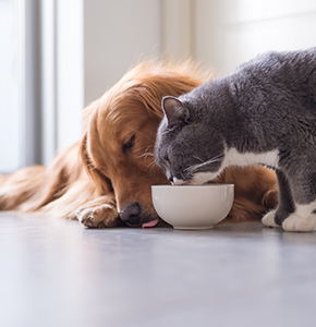 BrightPet Expands Frozen and Freeze-Dried Portfolio with Acquisition of Bravo! Pet Foods