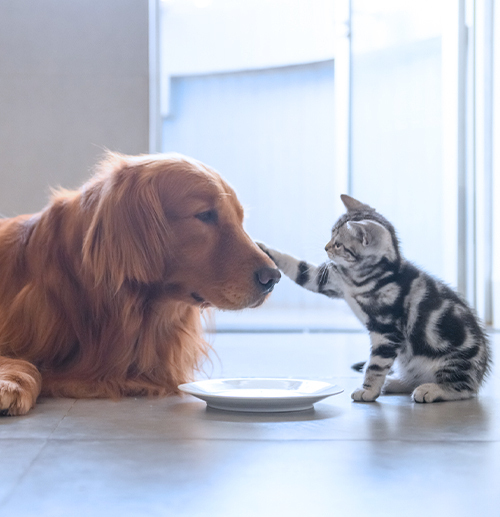 Pet Network International Acquires Zoo Group Stefanov and Zvjerinjak